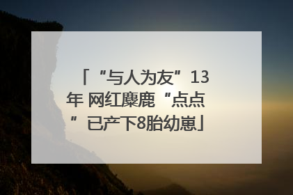 “与人为友”13年 网红麋鹿“点点”已产下8胎幼崽