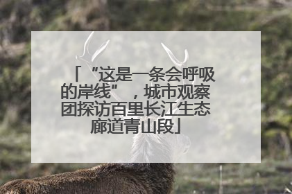 “这是一条会呼吸的岸线”，城市观察团探访百里长江生态廊道青山段