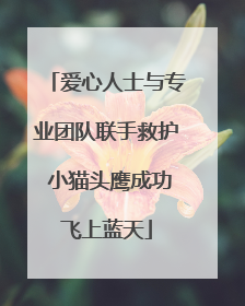 爱心人士与专业团队联手救护 小猫头鹰成功飞上蓝天