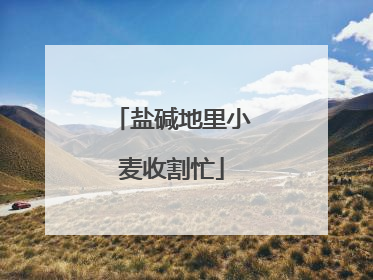 盐碱地里小麦收割忙