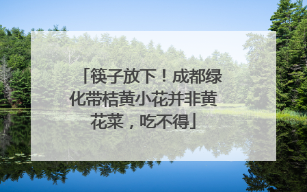 筷子放下！成都绿化带桔黄小花并非黄花菜，吃不得