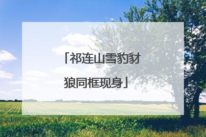 祁连山雪豹豺狼同框现身
