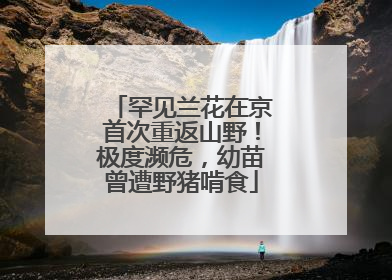 罕见兰花在京首次重返山野！极度濒危，幼苗曾遭野猪啃食