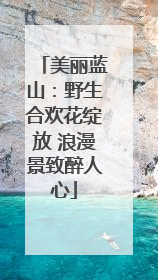 美丽蓝山：野生合欢花绽放 浪漫景致醉人心