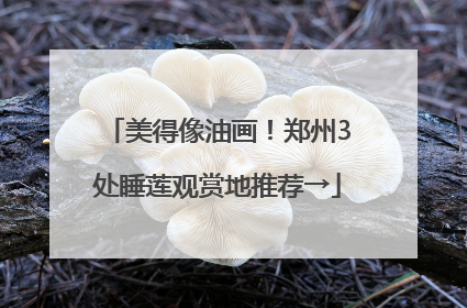 美得像油画！郑州3处睡莲观赏地推荐→