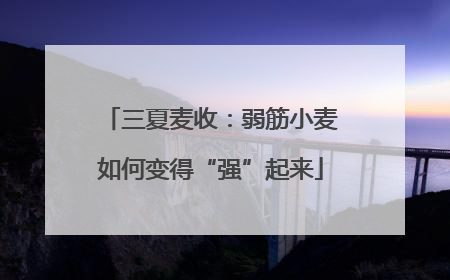 三夏麦收：弱筋小麦如何变得“强”起来