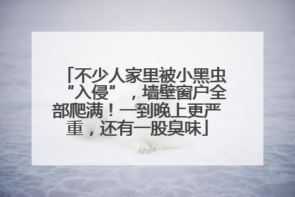 不少人家里被小黑虫“入侵”，墙壁窗户全部爬满！一到晚上更严重，还有一股臭味