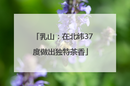 乳山：在北纬37度做出独特茶香