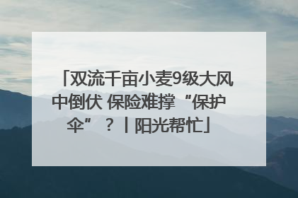 双流千亩小麦9级大风中倒伏 保险难撑“保护伞”？丨阳光帮忙