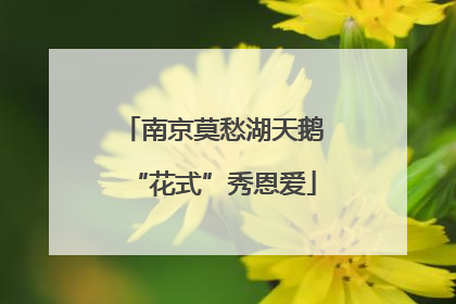 南京莫愁湖天鹅“花式”秀恩爱