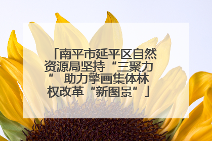 南平市延平区自然资源局坚持“三聚力” 助力擎画集体林权改革“新图景”