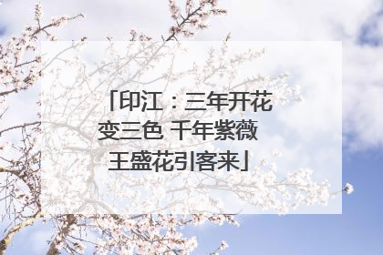 印江：三年开花变三色 千年紫薇王盛花引客来