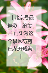 北京号最精彩｜绝美！门头沟这个景区芍药已花开成海