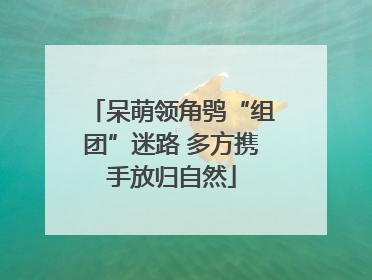 呆萌领角鸮“组团”迷路 多方携手放归自然
