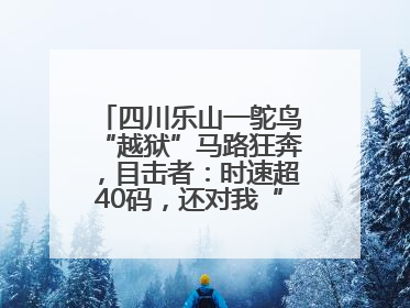 四川乐山一鸵鸟“越狱”马路狂奔，目击者：时速超40码，还对我“笑”了下