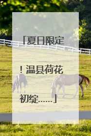 夏日限定！温县荷花初绽……