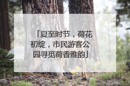 夏至时节，荷花初绽，市民游客公园寻觅荷香雅韵