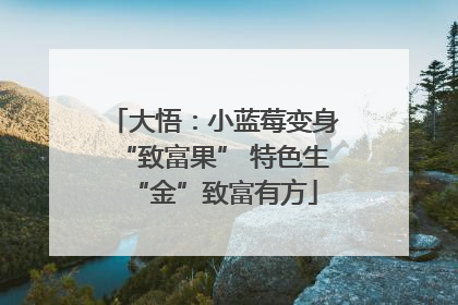 大悟：小蓝莓变身“致富果” 特色生“金”致富有方