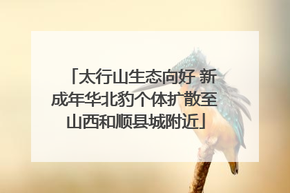 太行山生态向好 新成年华北豹个体扩散至山西和顺县城附近