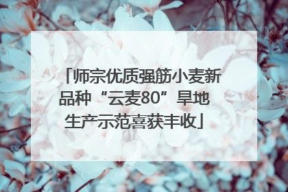 师宗优质强筋小麦新品种“云麦80”旱地生产示范喜获丰收