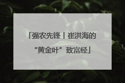 强农先锋丨崔洪海的“黄金叶”致富经