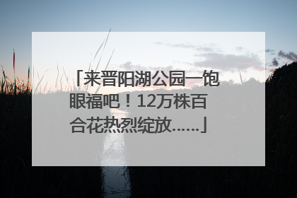 来晋阳湖公园一饱眼福吧！12万株百合花热烈绽放……
