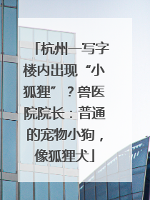 杭州一写字楼内出现“小狐狸”？兽医院院长：普通的宠物小狗，像狐狸犬