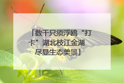 数千只须浮鸥“打卡”湖北枝江金湖 尽显生态美景