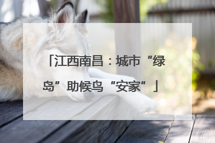 江西南昌：城市“绿岛”助候鸟“安家”