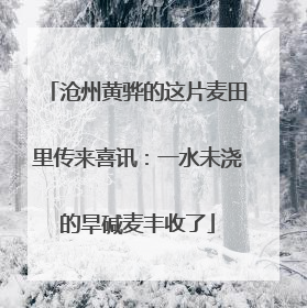 沧州黄骅的这片麦田里传来喜讯：一水未浇的旱碱麦丰收了
