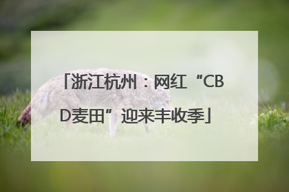 浙江杭州：网红“CBD麦田”迎来丰收季