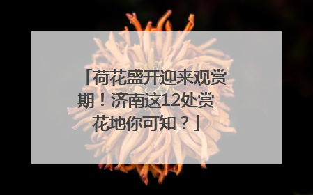 荷花盛开迎来观赏期！济南这12处赏花地你可知？