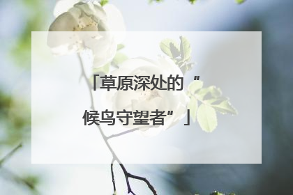 草原深处的“候鸟守望者”