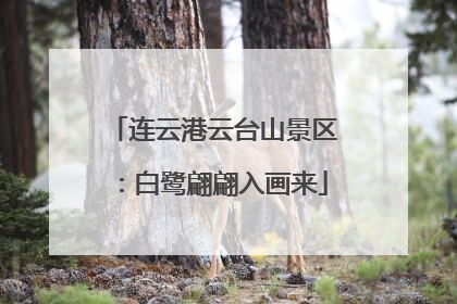 连云港云台山景区：白鹭翩翩入画来