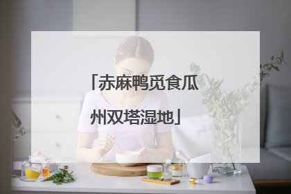 赤麻鸭觅食瓜州双塔湿地