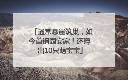 通常悬崖筑巢，如今首钢园安家！还孵出10只萌宝宝