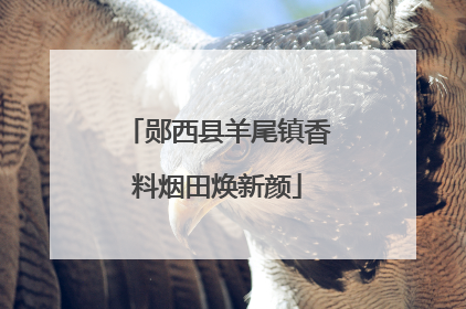 郧西县羊尾镇香料烟田焕新颜