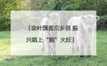 金叶飘香富乡邻 振兴路上“烟”火旺