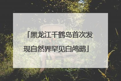 黑龙江千鹤岛首次发现自然界罕见白鸬鹚