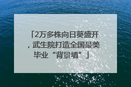 2万多株向日葵盛开，武生院打造全国最美毕业“背景墙”