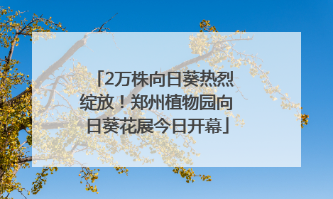 2万株向日葵热烈绽放！郑州植物园向日葵花展今日开幕